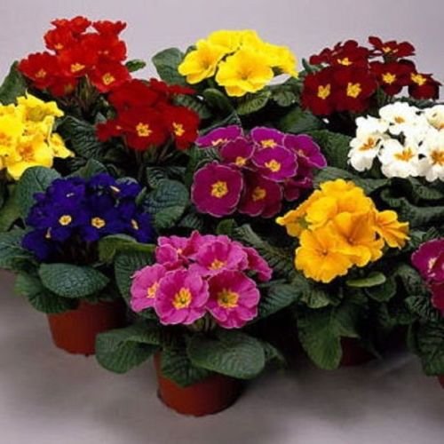 PRIMULA - PRIMROSE 20 SEEDS (Danova Grower Select Mix) - Beautiful Flower Seeds for Pots, Gardens & Containers - Perfect for Home Decor, Landscaping & Gift Giving