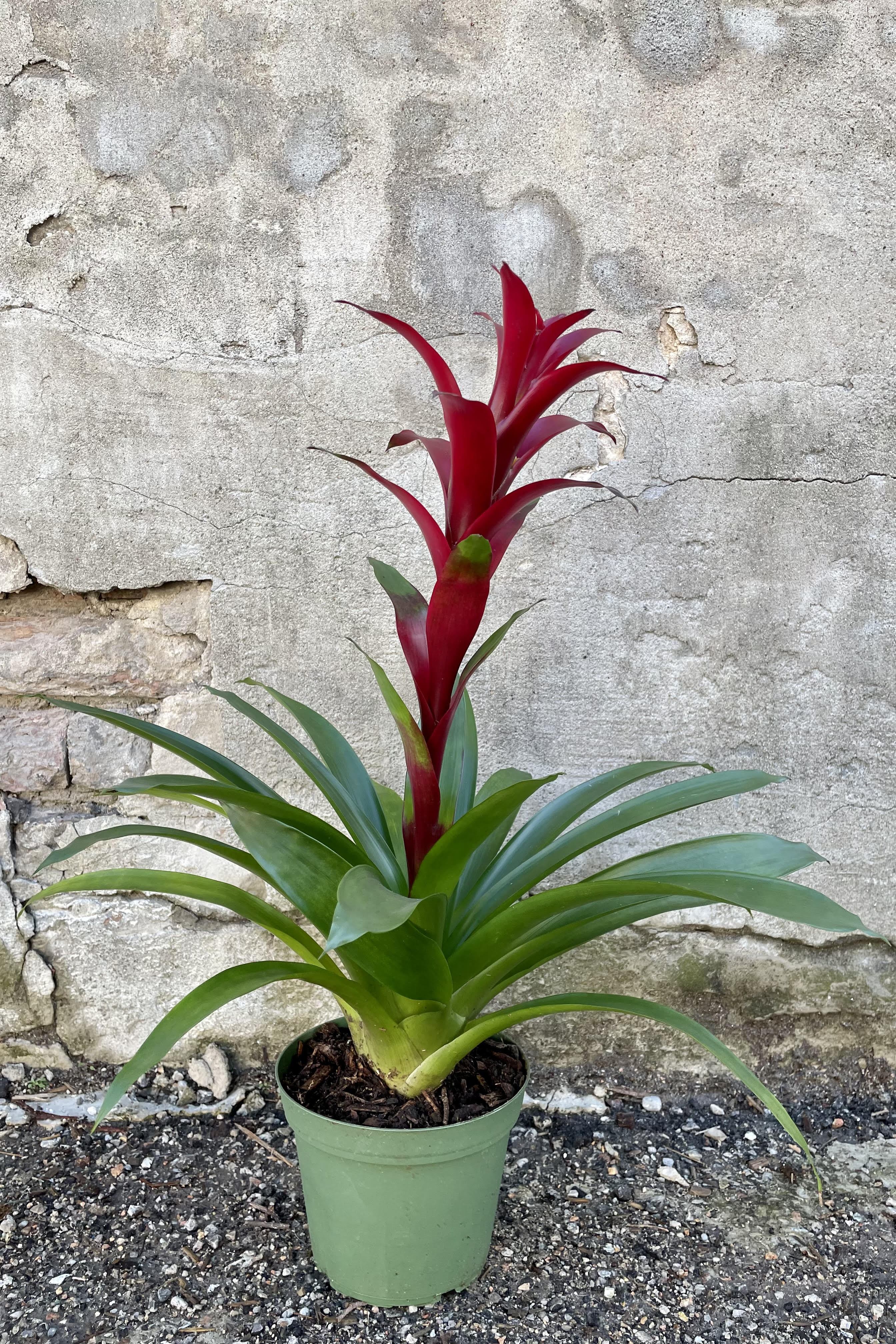 Bromeliad Guzmania Hybrid 6