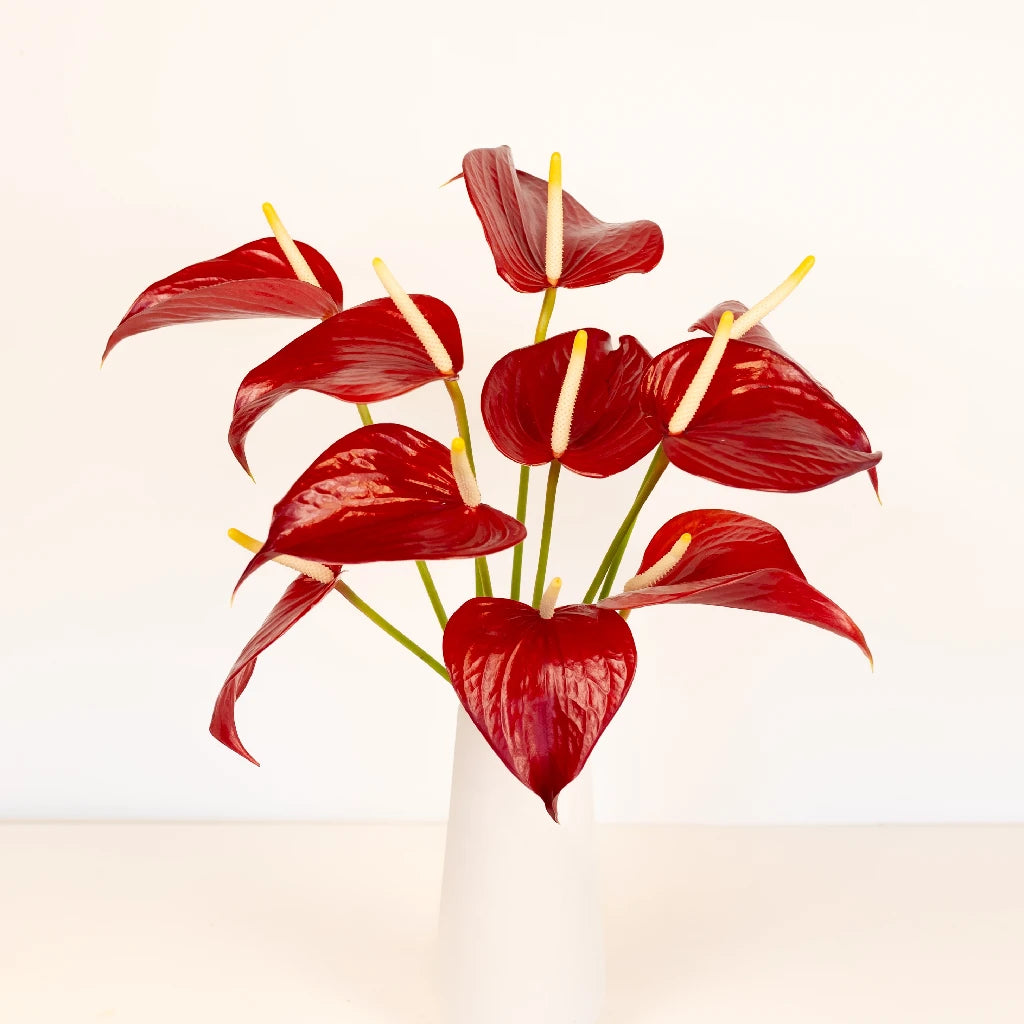 Anthurium Red - Exotic Tropical Flower for Home Decor, Wedding Bouquets & Gift Ideas | Perfect for Indoor Plants, Floral Arrangements & Party Centerpieces