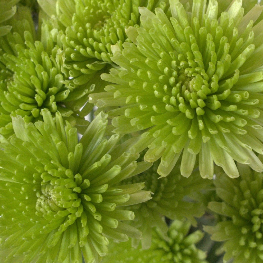 Fresh Avocado Green Novelty Chrysanthemum Flowers - Perfect for Home Decor, Wedding Bouquets & Garden Planting