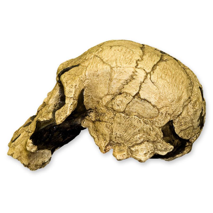 Replica KNM ER 1470 Hominid Skull - Fossil Cast for Anthropology Study & Science Education - Perfect for Classroom Display, Museum Exhibit & Paleontology Research
