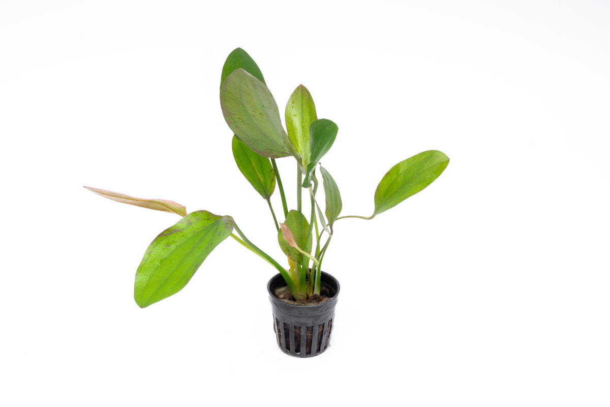 Echinodorus Impai Live Aquarium Plant - Freshwater Aquatic Plant for Fish Tanks, Ponds & Aquascaping | Perfect for Beginners & Planted Aquariums