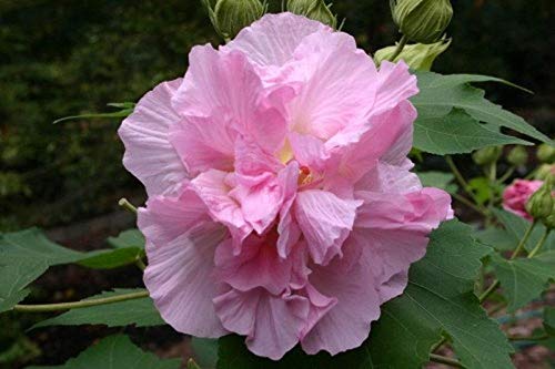 Confederate Rose Seeds - Double Pink Hibiscus Mutabilis (100 Seeds) - Beautiful & Hardy Perennial Flower for Gardens, Landscaping & Pollinator-Friendly Yards
