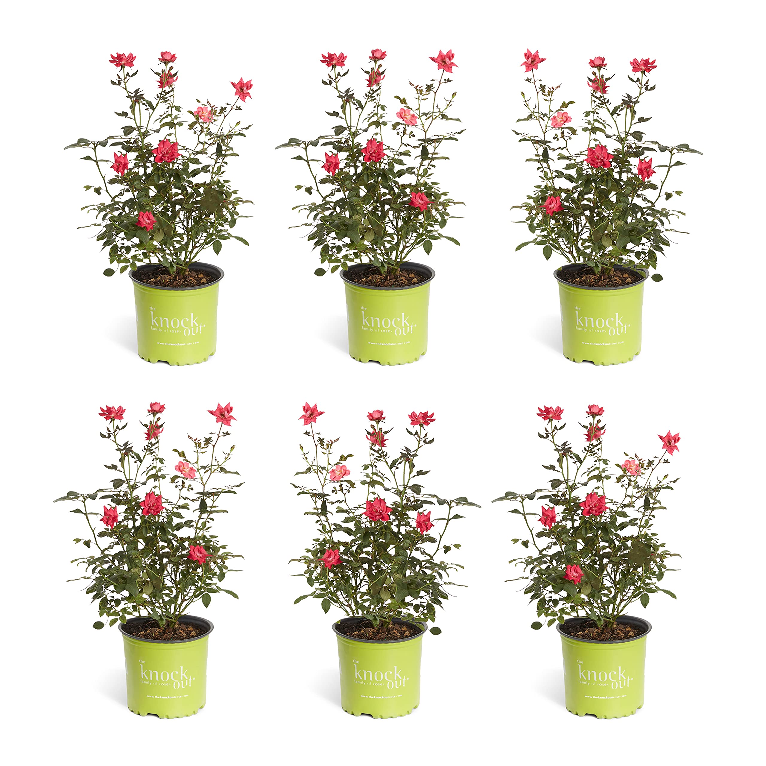 Brighter Blooms Double Knock Out® Rose - 4 Live Plants in 1 Gallon Pots | Disease Resistant, Low Maintenance Flowering Shrubs for Landscaping, Garden Borders & Outdoor Decor