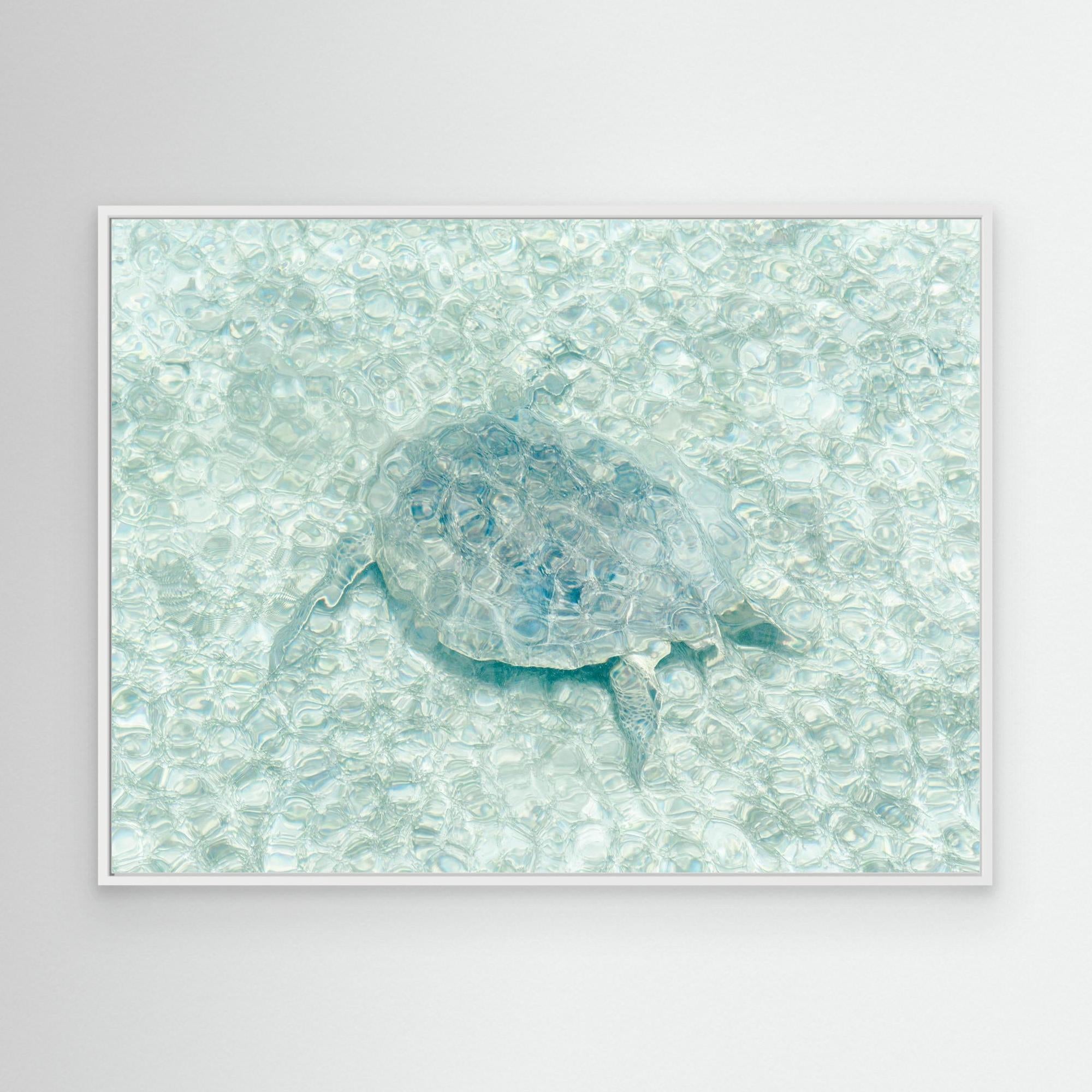 Premium Canvas Print - Stunning Turtle Underwater Art by Photolovers | Ocean-Themed Wall Decor for Living Room, Bedroom & Office