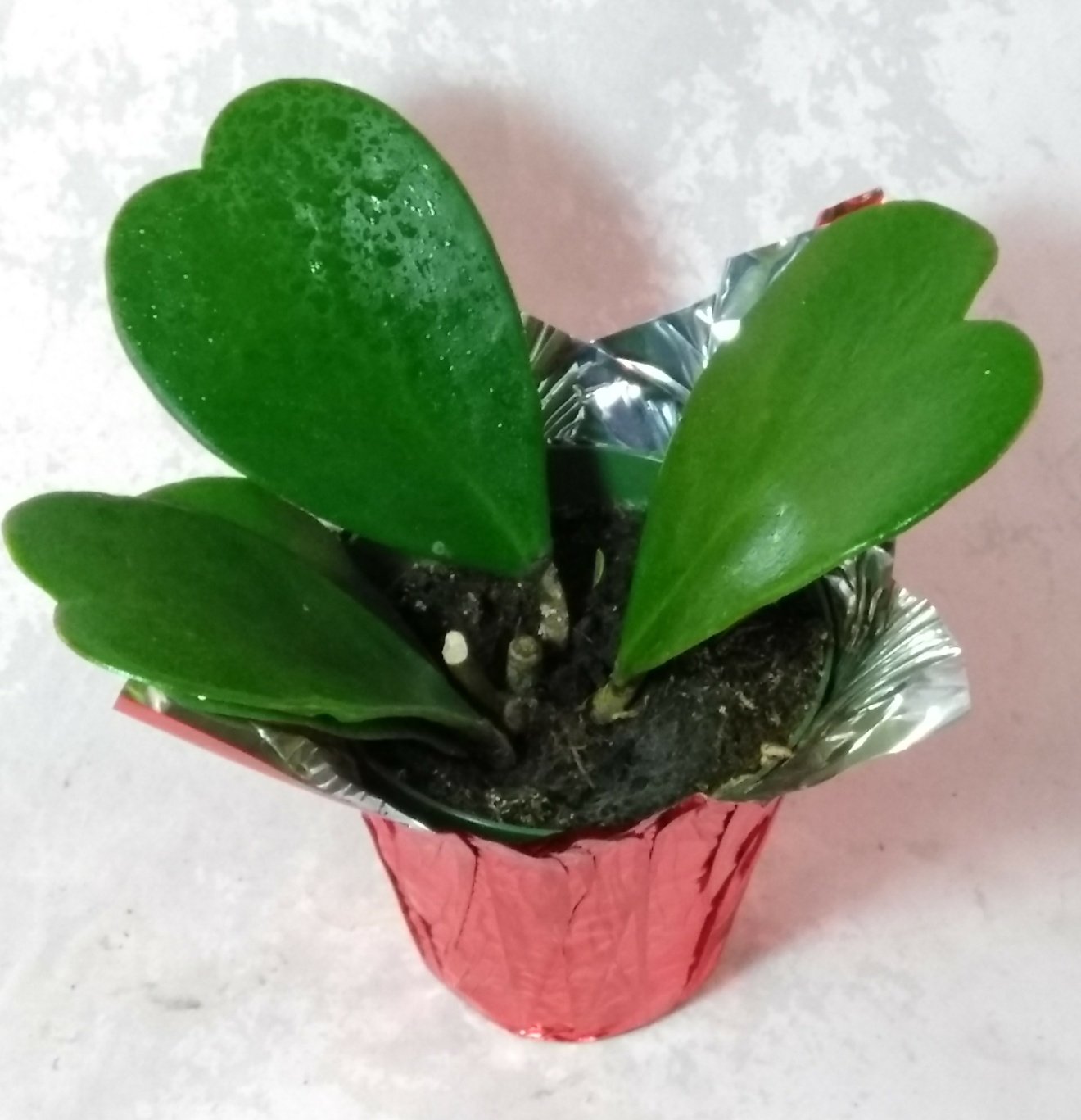 Hoya Kerrii Sweetheart Plant - 4 Inch Live Heart-Shaped Succulent in Decorative Cover Pot - Rare & Cute Houseplant for Home Decor, Office Desk, or Romantic Gift