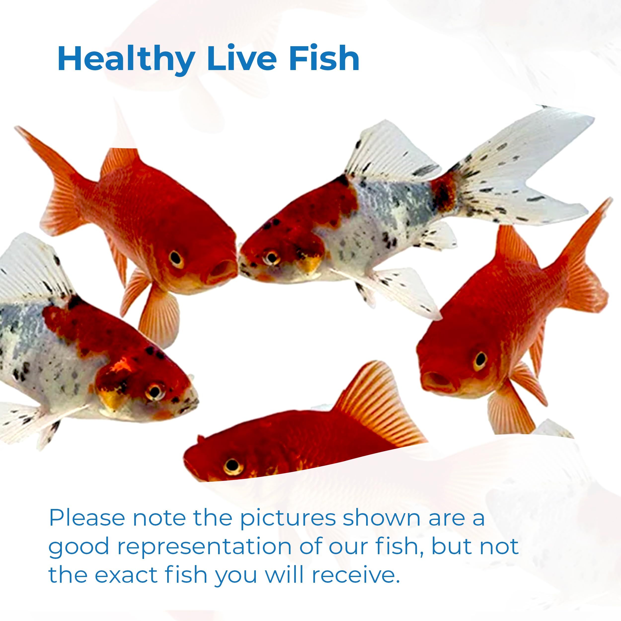 Premium Shubunkin & Comet Goldfish Combo - Vibrant Live Pond Fish (4-5 Inch) - 24 Count Mix for Aquariums & Outdoor Ponds - Perfect for Water Gardens, Koi Ponds & Decorative Fish Tanks