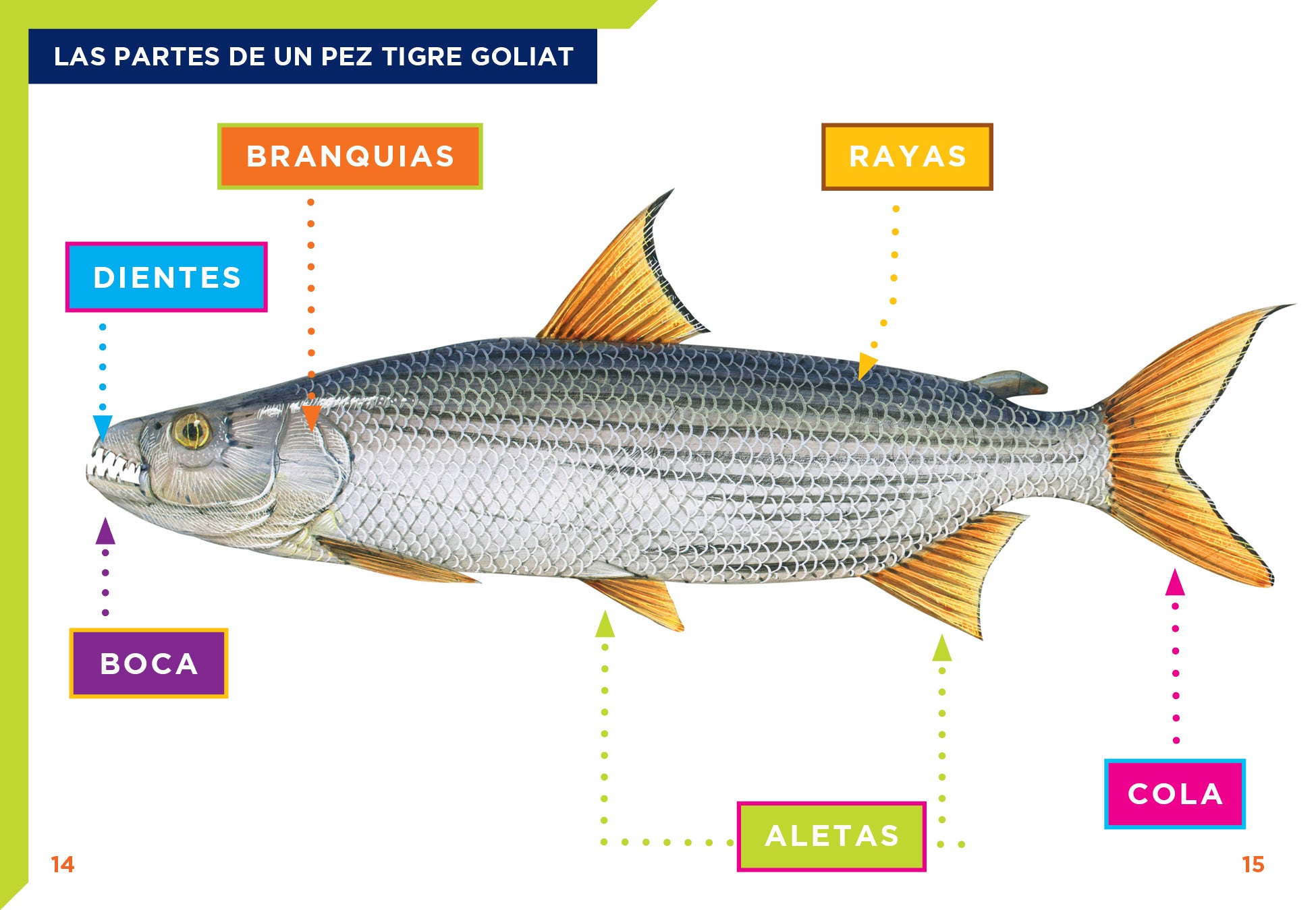 Goliath Tigerfish - Freshwater Predator Fish for Aquariums & Fishing Enthusiasts | Perfect for Exotic Fish Tanks & Sport Fishing Adventures
