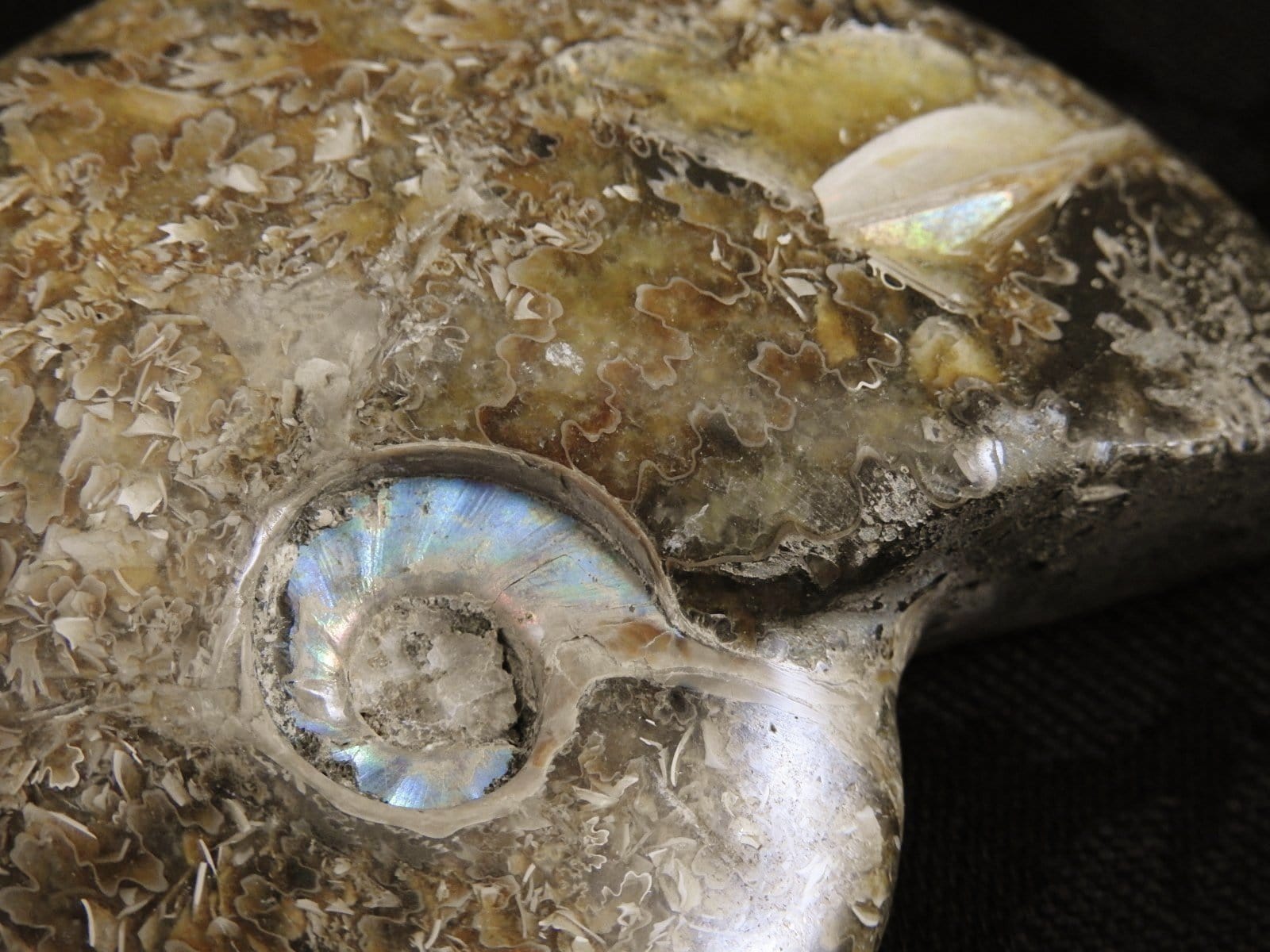 Authentic Ammonite Fossil from Morocco - Natural Stone for Home Decor, Jewelry Making & Fossil Collecting - Perfect for Gifts, Science Education & Meditation Spaces
