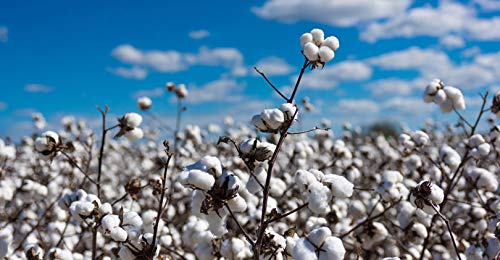 KVITER 25 White Cotton Seeds for Planting (Gossypium hirsutum) – Non-GMO Heirloom Cotton Plant Seeds for Home Garden, DIY Crafts & Fiber Production – Perfect for Indoor Pots, Backyard Gardens & Educational Projects