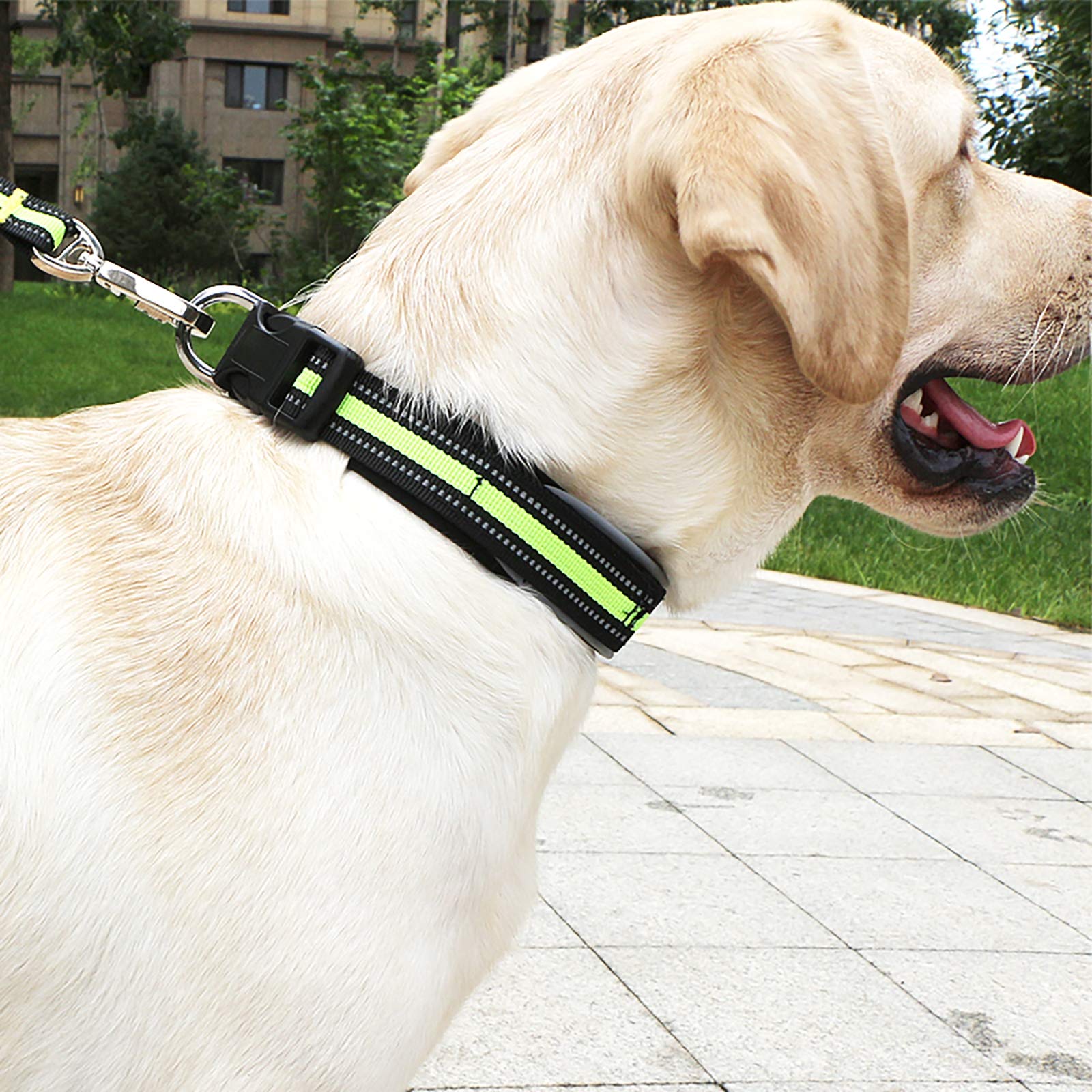Reflective Dog Collar for Large & Small Breeds - Night Safety