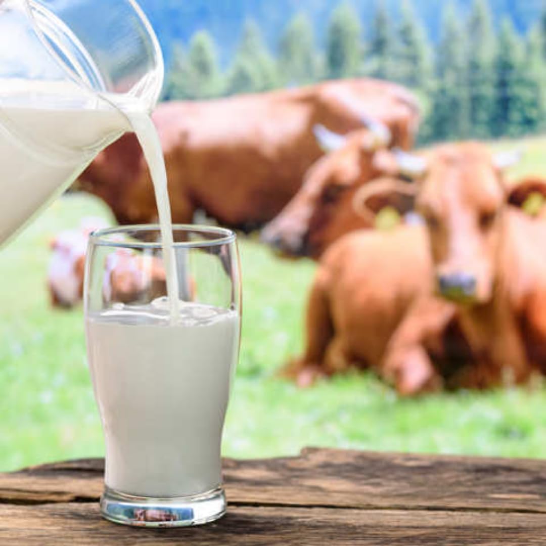 Mit Pufai Ultra-Pasteurized Homogenized Milk 3.8% Fat - 1000ml x 24 Pack (Shelf-Stable UHT Milk) - Perfect for Emergency Food Storage, Camping & Bulk Cooking