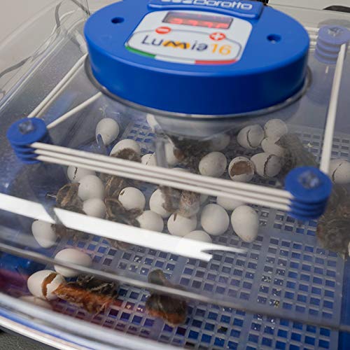 Premier 1 Supplies Borotto Lumia 16 Automatic Egg Incubator - Digital Poultry Hatcher with Temperature Control for Chicken, Duck & Quail Eggs - Perfect for Backyard Farming & Hobbyists