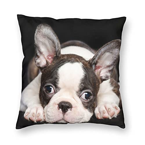 Boston Terrier