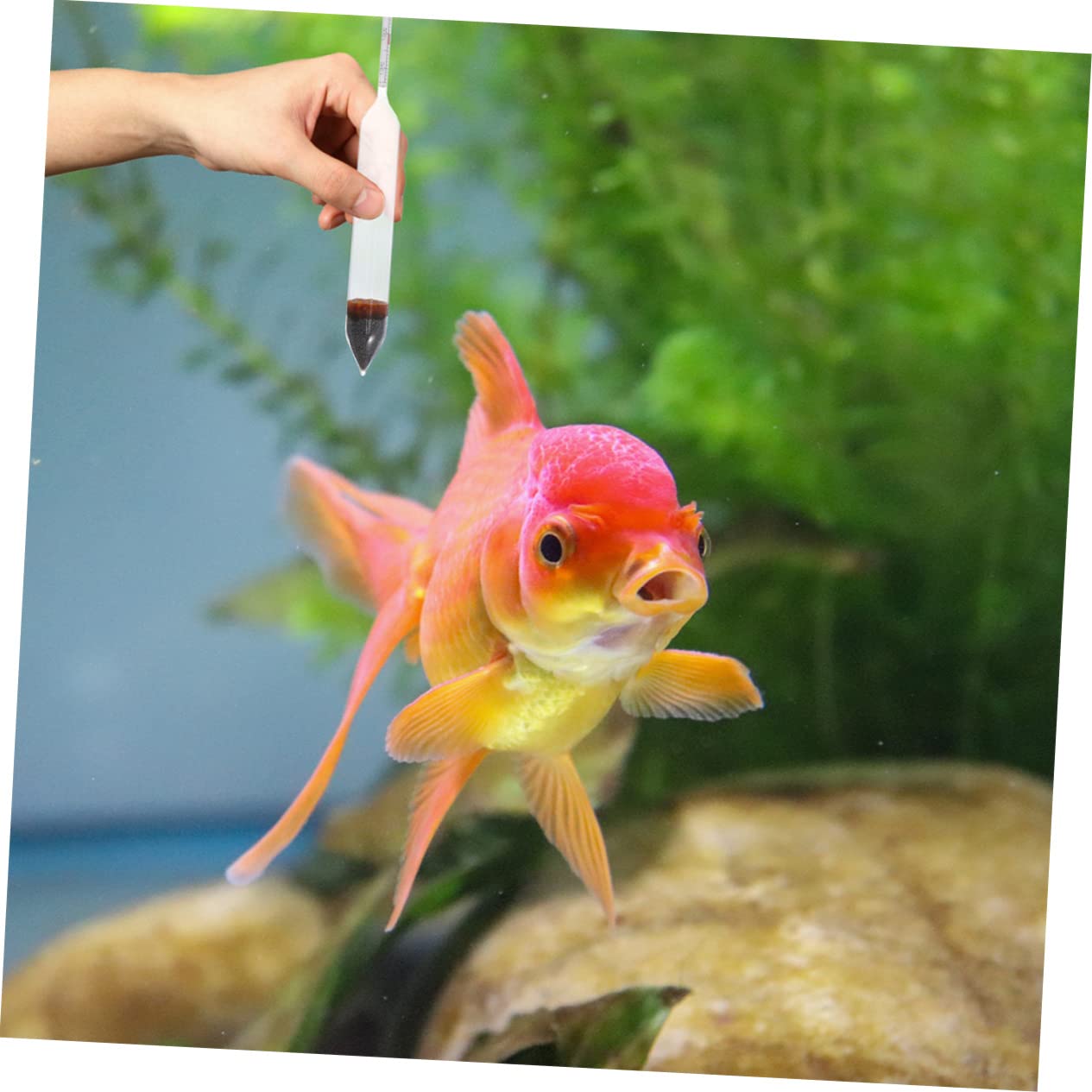 POPETPOP Professional Aquarium Saltwater Hydrometer - Fast & Accurate Salinity Tester for Marine Fish Tanks | Easy to Use | Perfect for Reef Tanks, Saltwater Aquariums & Breeding Environments