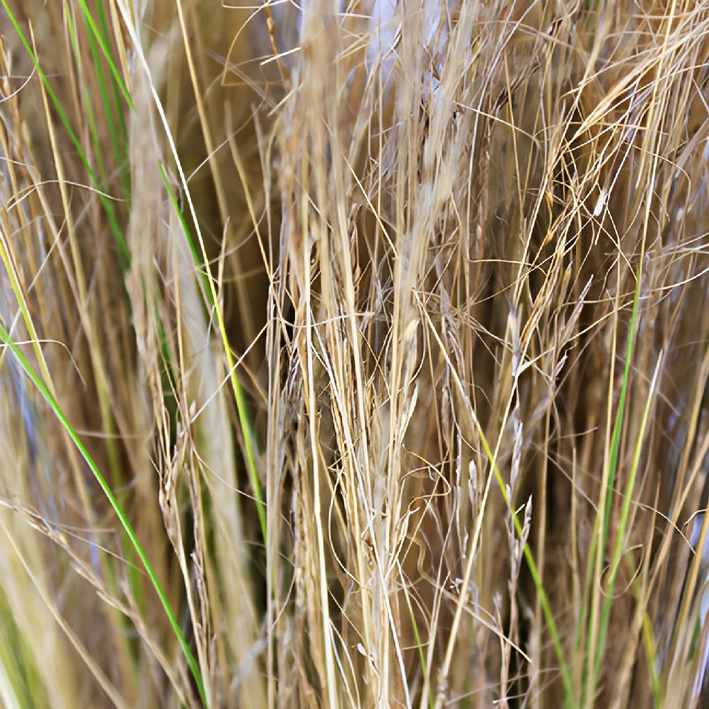 Blonde Love Grass - Premium Ornamental Grass for Landscaping, Garden Decor & Outdoor Planters | Perfect for Borders, Rock Gardens & Container Planting