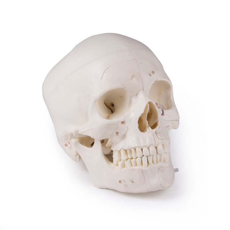 Premium 14-Part Deluxe Human Skull Model for Advanced Anatomy Studies - Ideal for Medical Students, Dentists & Science Classrooms