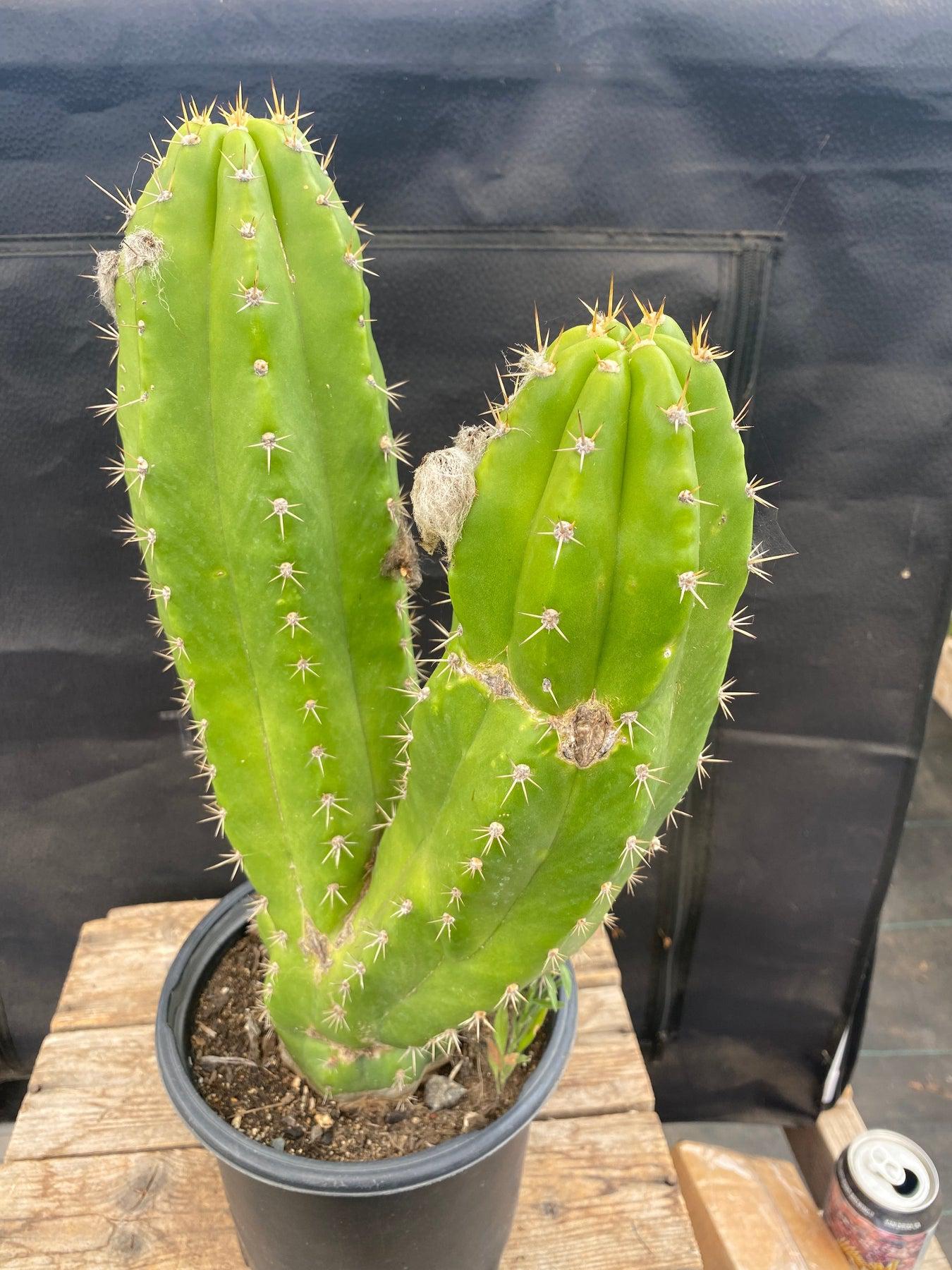 EC129 EXACT Trichocereus Pachanoi Jiimz Long Spine Ornamental Cactus - 13.5 Inch Tall Rare Succulent Plant for Home Decor, Office Desk, and Garden Landscaping