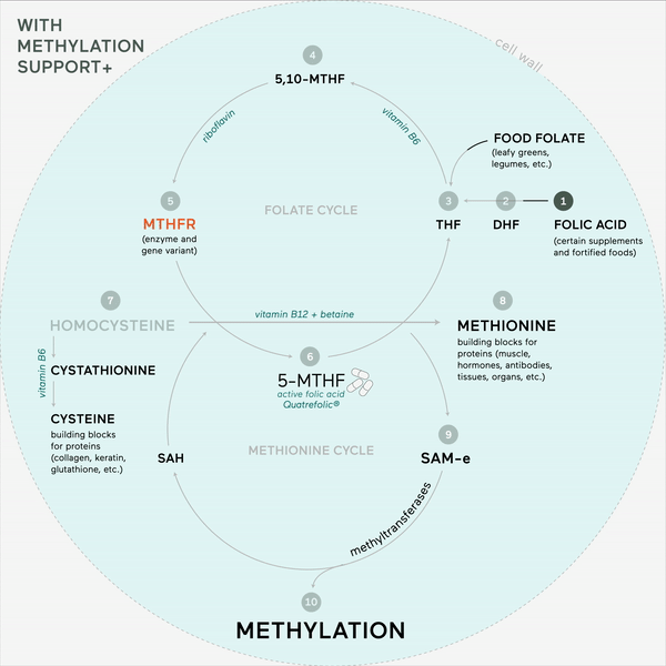 Methylation Support Supplement - 3 Month Supply for Optimal Health & Wellness | Supports Detox, Energy & Immune Function