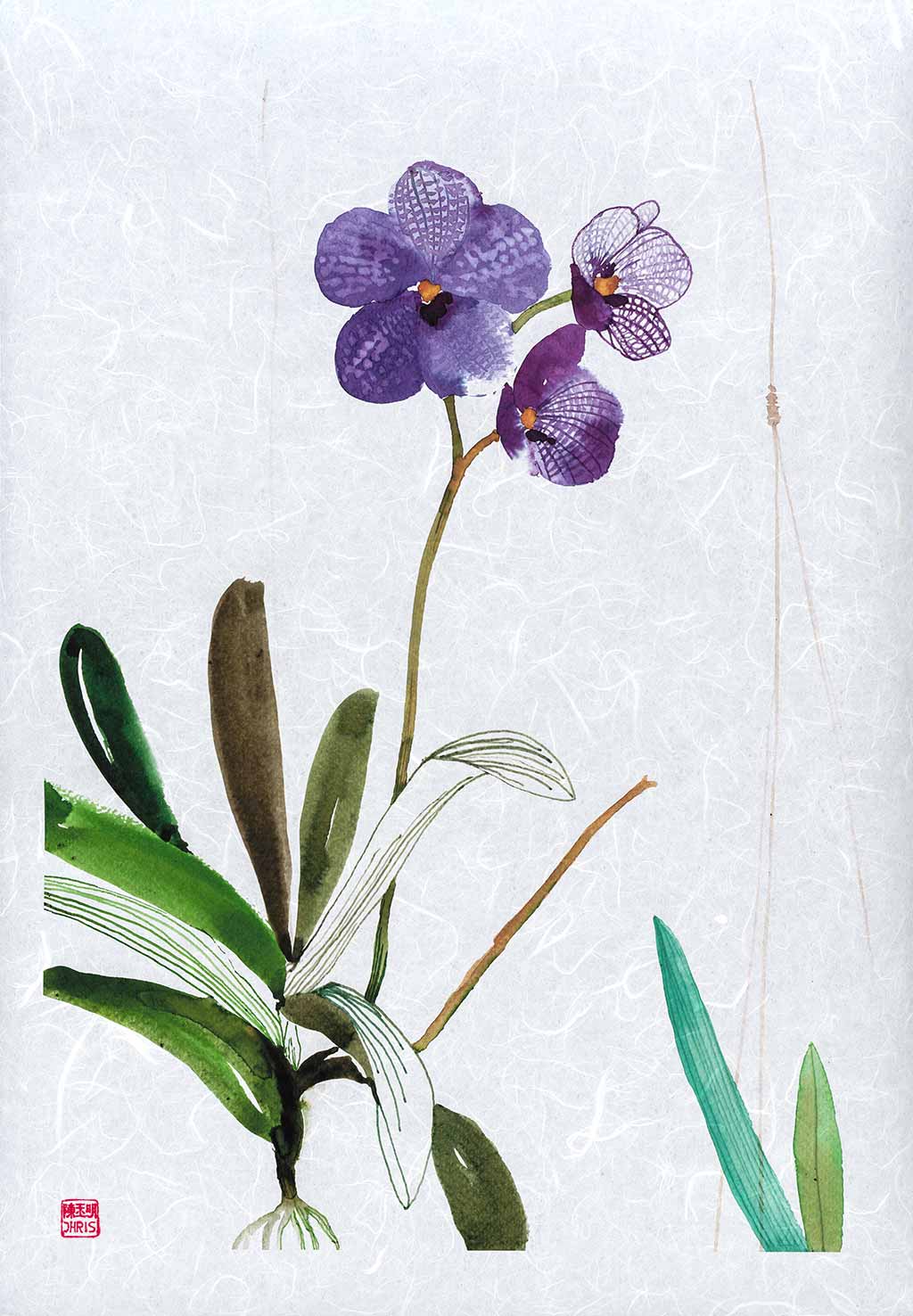Vanda Sansai Blue Orchid - Exotic Live Orchid Plant for Home & Office Decor - Perfect for Gifts, Weddings & Special Occasions