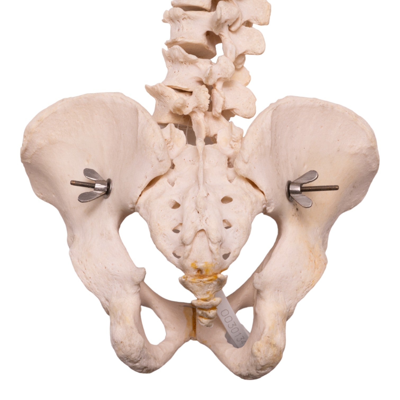 Authentic Human Spine, Sacrum & Pelvis Model - Medical Anatomy Study, Chiropractic Training, Classroom Demonstration - Perfect for Students, Doctors & Healthcare Professionals