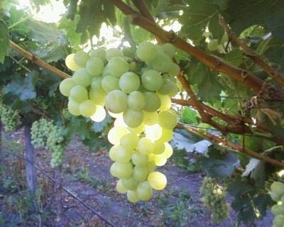Pixies Gardens Marquis Seedless Grape Vine - Cold Hardy Live Plant (-20°F) | 1 Gallon Potted Grape Plant for Home Gardens, Backyard Vineyards & Fresh Fruit Production