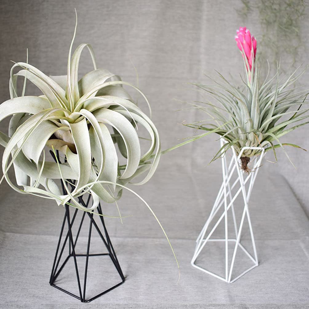 Hemoton 2-Pack Iron Air Plant Holders - Black & White Tabletop Tillandsia Display Stands with Vase Pot for Home, Office & Wedding Decor