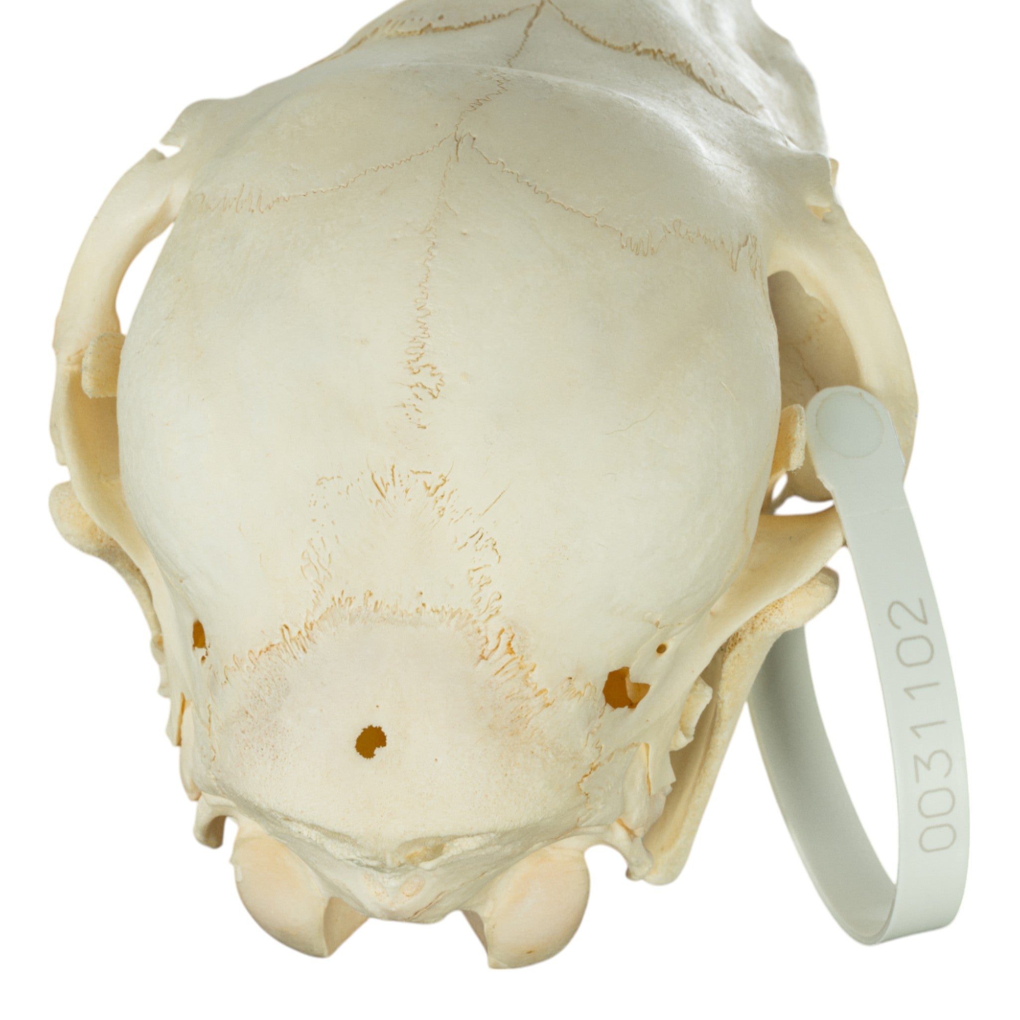 Real Miniature Horse Skeleton Disarticulated - Authentic Veterinary Anatomy Model for Education & Display
