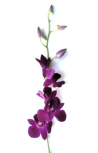 Fresh Purple Dendrobium Orchid Bouquet with Glass Vase - Elegant Home Decor, Wedding Centerpiece, Office Gift
