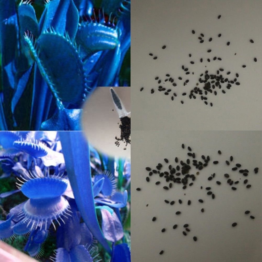 100Pcs Giant Venus Flytrap Seeds (Dionaea Muscipula) - Blue Variant for Carnivorous Plant Garden | Indoor/Outdoor Insect Control & Unique Home Decor