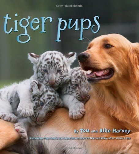Tiger Pups by Tom and Allie Harvey - Children's Animal Story Book (2009) | Perfect for Bedtime Reading & Early Learning