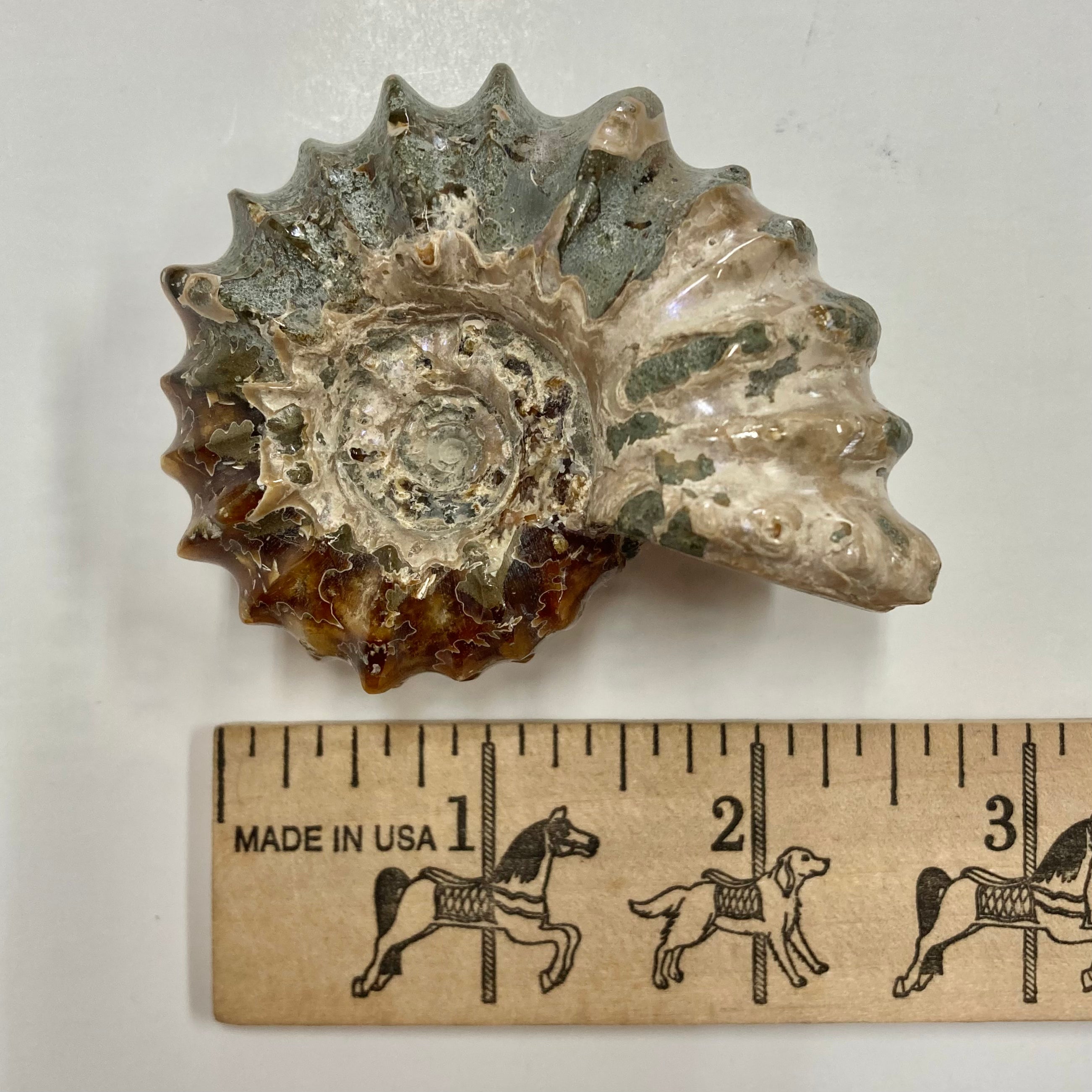 Authentic Ammonite Fossil - Douvilleiceras sp. - Premium Natural Collectible for Home Decor, Meditation & Healing Crystals - Perfect for Geology Enthusiasts & Spiritual Practitioners