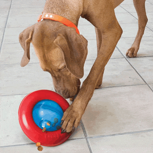 Kong Gyro Interactive Dog Toy - Treat Dispenser & Chew Toy for Small & Large Dogs - Perfect for Training, Boredom Relief & Mental Stimulation - Indoor & Outdoor Play