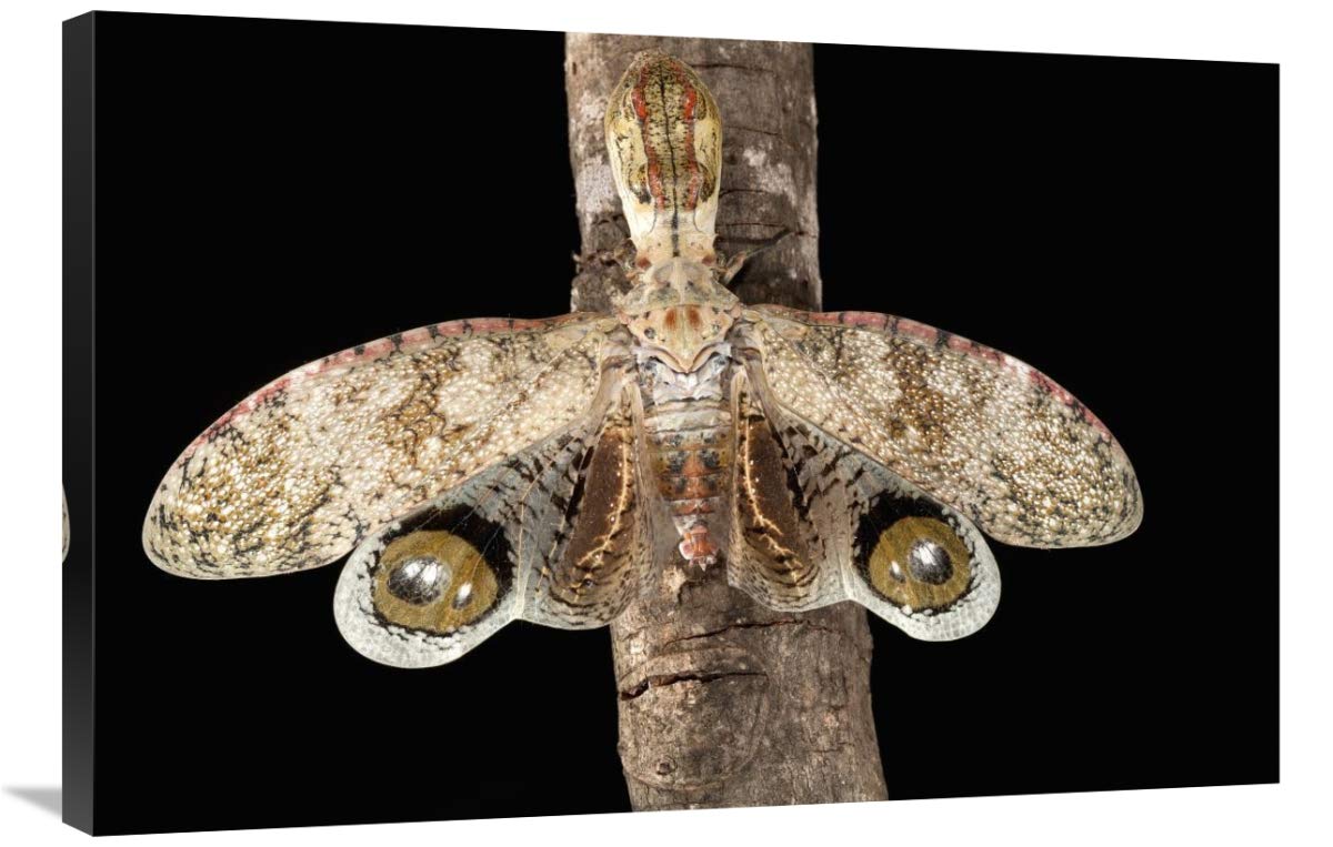 Barro Colorado Island Lantern Bug Canvas Art - 36x24 Inch Wall Decor with False Eye Spots on Wings - Tropical Insect Painting for Living Room, Bedroom & Office
