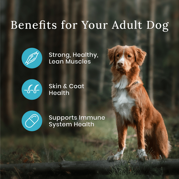 BLUE Wilderness High Protein Duck Recipe with Grains Dry Dog Food - 24lb Bag for Adult Dogs | Grain-Inclusive Nutrition for Active Pets | Perfect for Outdoor Adventures & Daily Feeding