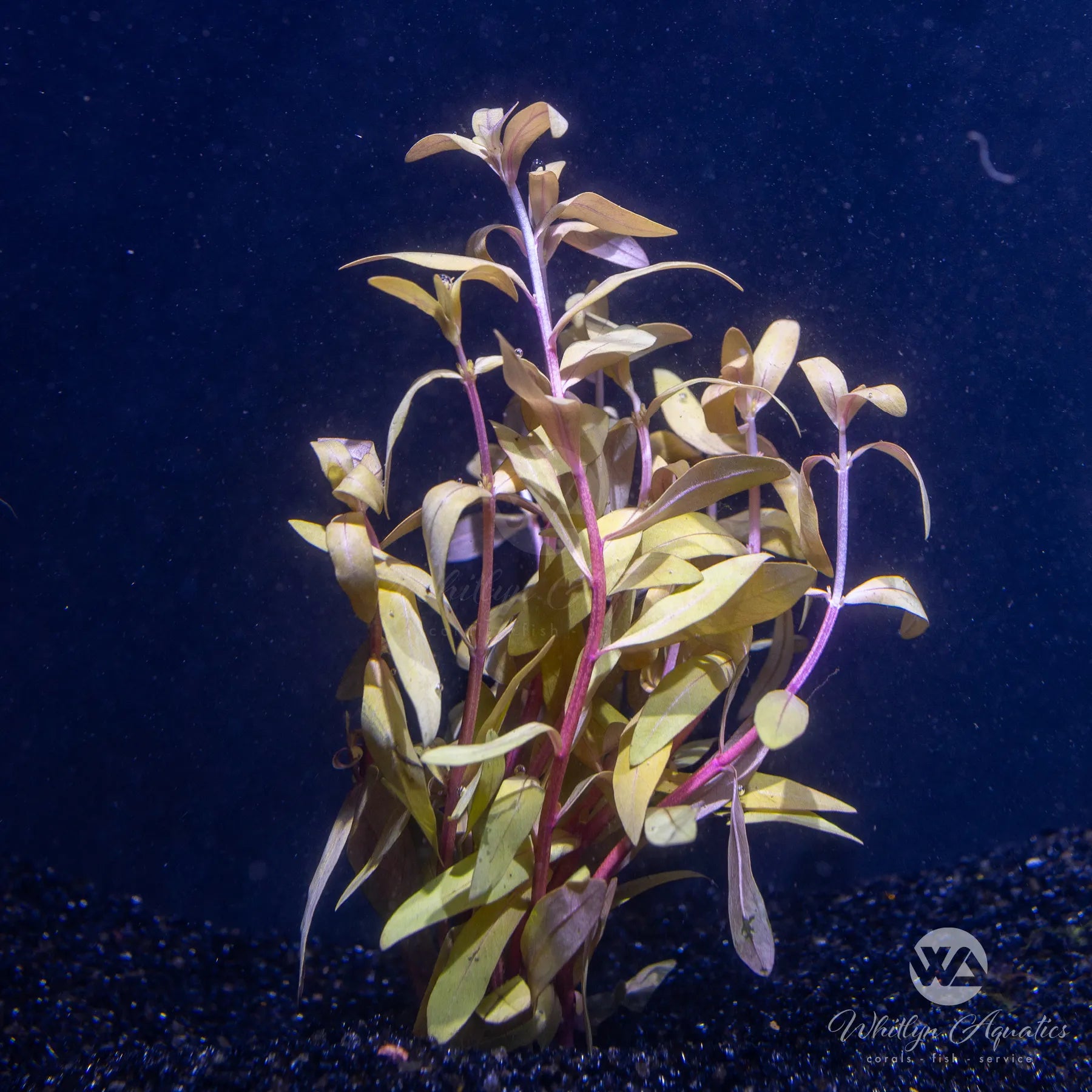 Nesaea Pedicellata Golden Aquatic Plant - Premium Live Aquarium Plants for Fish Tanks, Ponds & Aquascaping | Perfect for Freshwater Aquariums and Aquatic Gardens