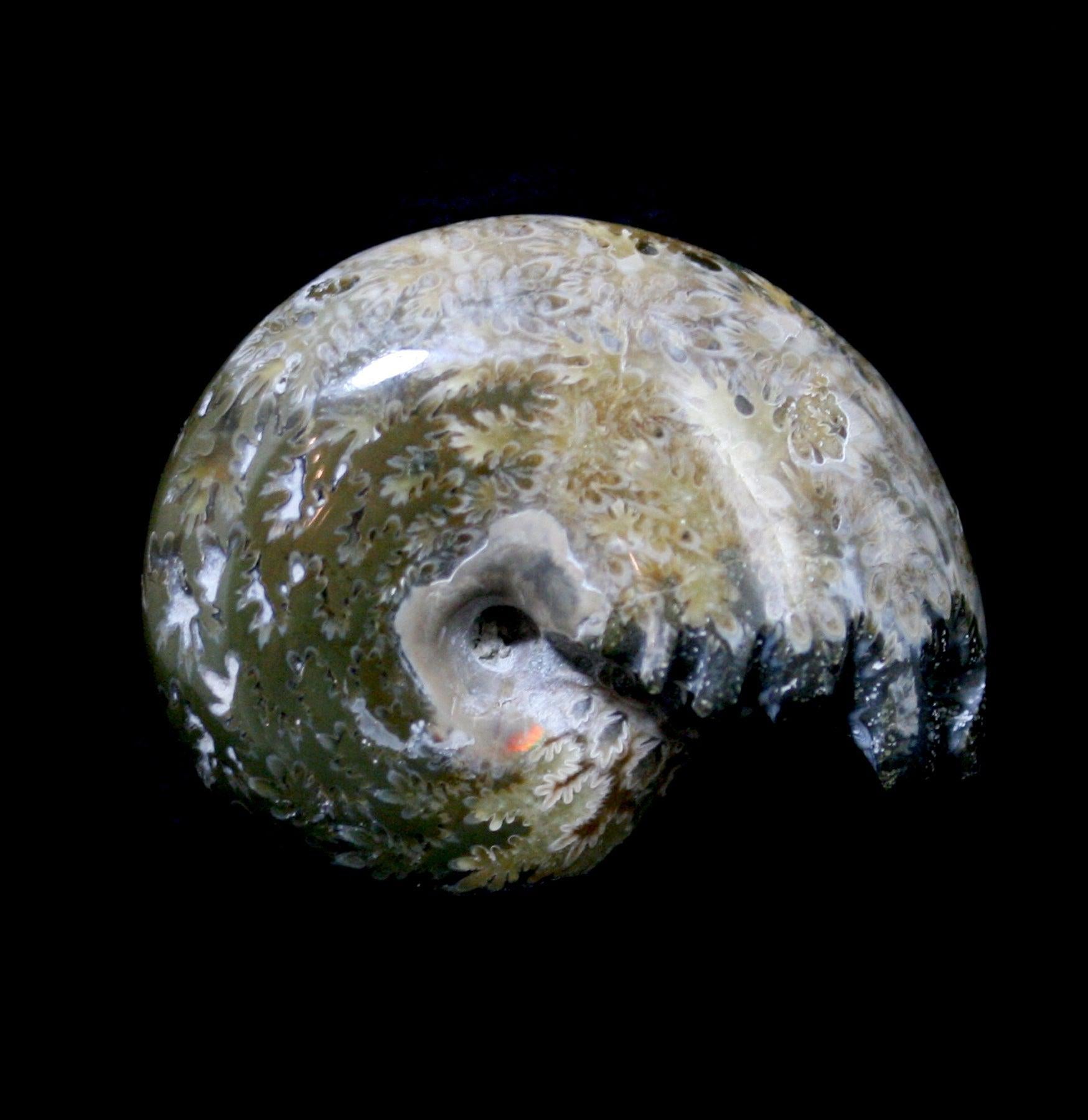 Natural Whole Ammonite Fossil with Intact Sutures & End Chambers - Perfect for Home Decor, Geology Collections & Gift Giving