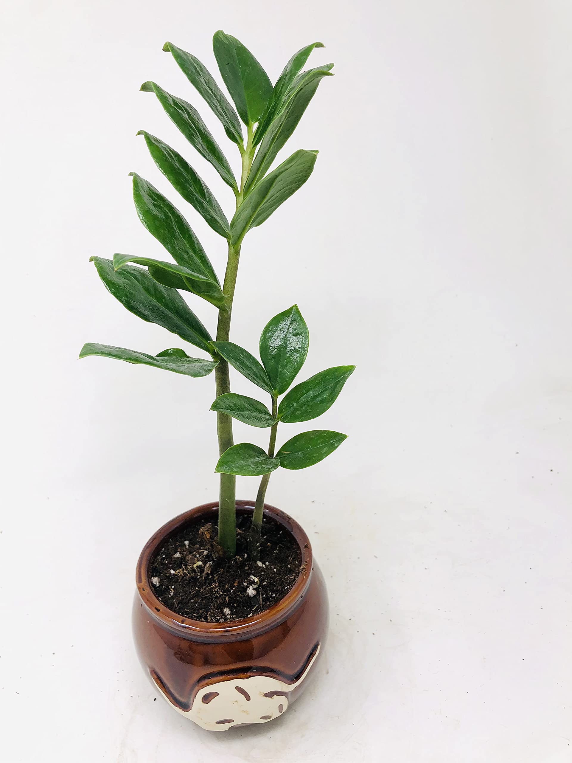 ZZ Plant 'Zamioculcas Zamiifolia' in Hand-Painted Elephant Pot - 3.5 Inch Indoor Houseplant for Home Office Decor, Low Maintenance Air Purifying Plant for Living Room, Bedroom & Workspace