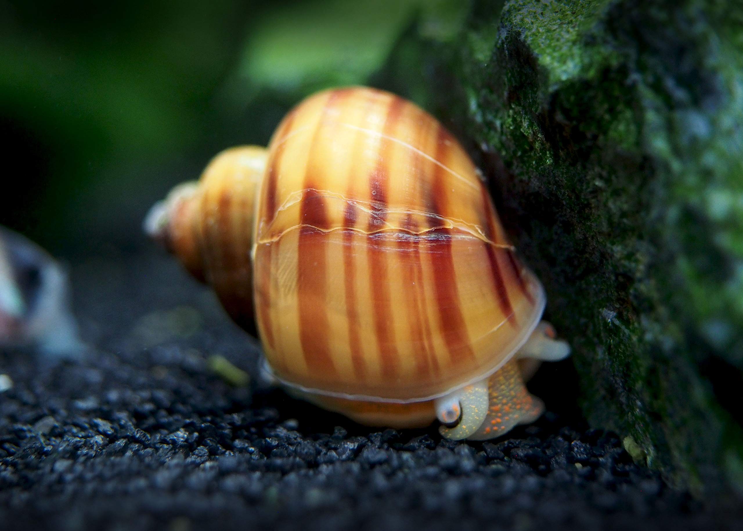 30 Live Albino Mystery Snails for Freshwater Aquariums | Biofilm Eater & Tank Cleaner | Nano Fish Tank Pets | Glass Cleaning Snails | Aquarium Decorations for Home & Office Use