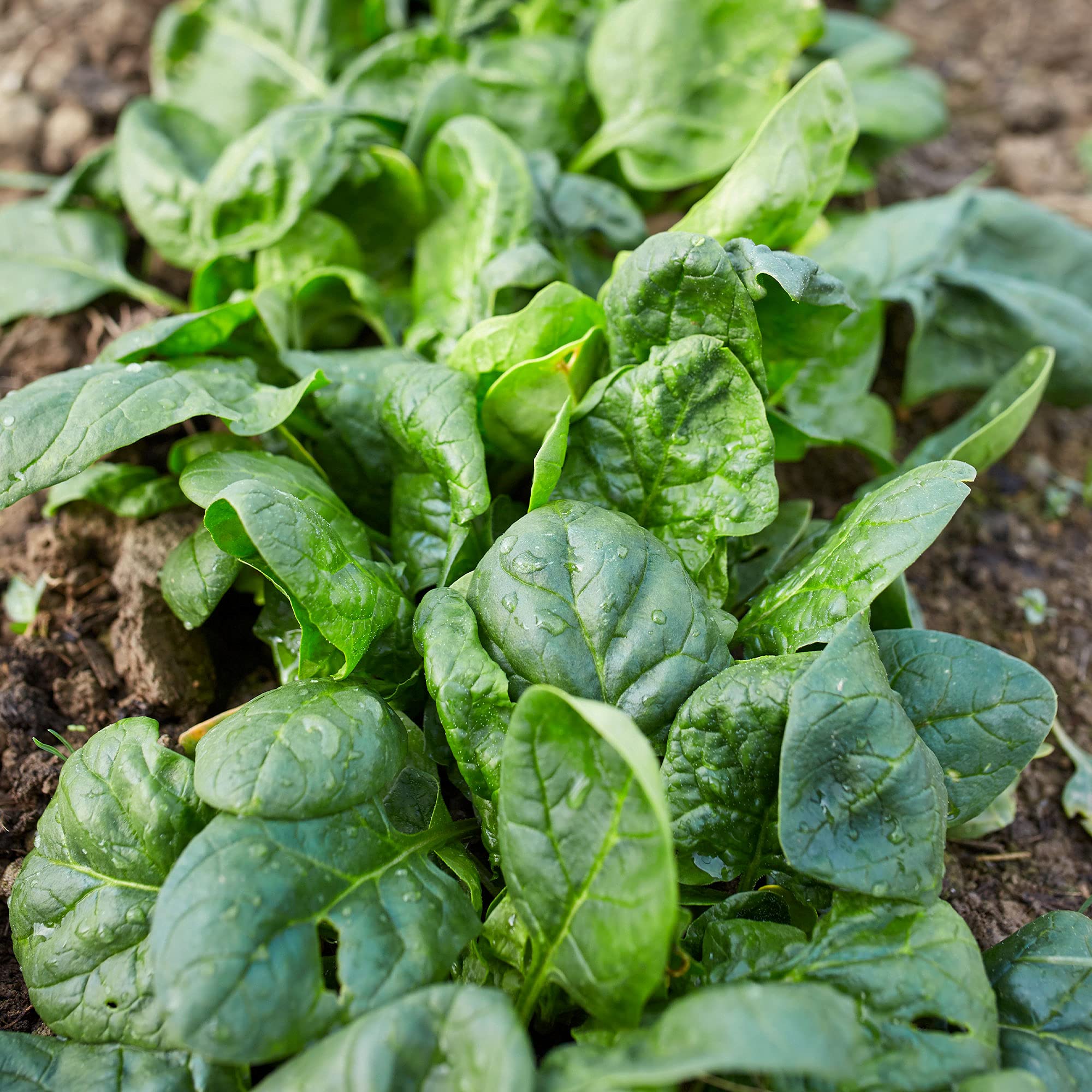Matador Spinach Seeds (Spinacia oleracea) - Non-GMO Heirloom Viking Variety - 300 Seeds per 4g Packet - Open Pollinated Annual Vegetable Seeds for Home Garden & Farming - Perfect for Salads, Smoothies & Healthy Cooking