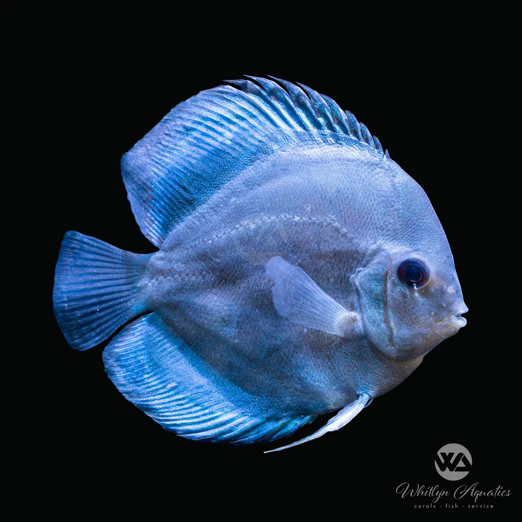 Premium Assorted Discus Fish (Symphysodon aequifasciatus) - Live Tropical Aquarium Fish for Freshwater Tanks, Aquascaping & Fish Keeping Enthusiasts