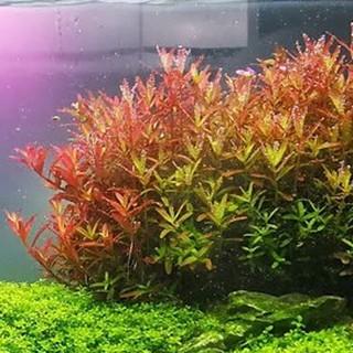 TCulture Rotala Fujian Live Aquarium Plant in Pot - Perfect for Freshwater Fish Tanks, Aquascaping & Aquatic Gardens