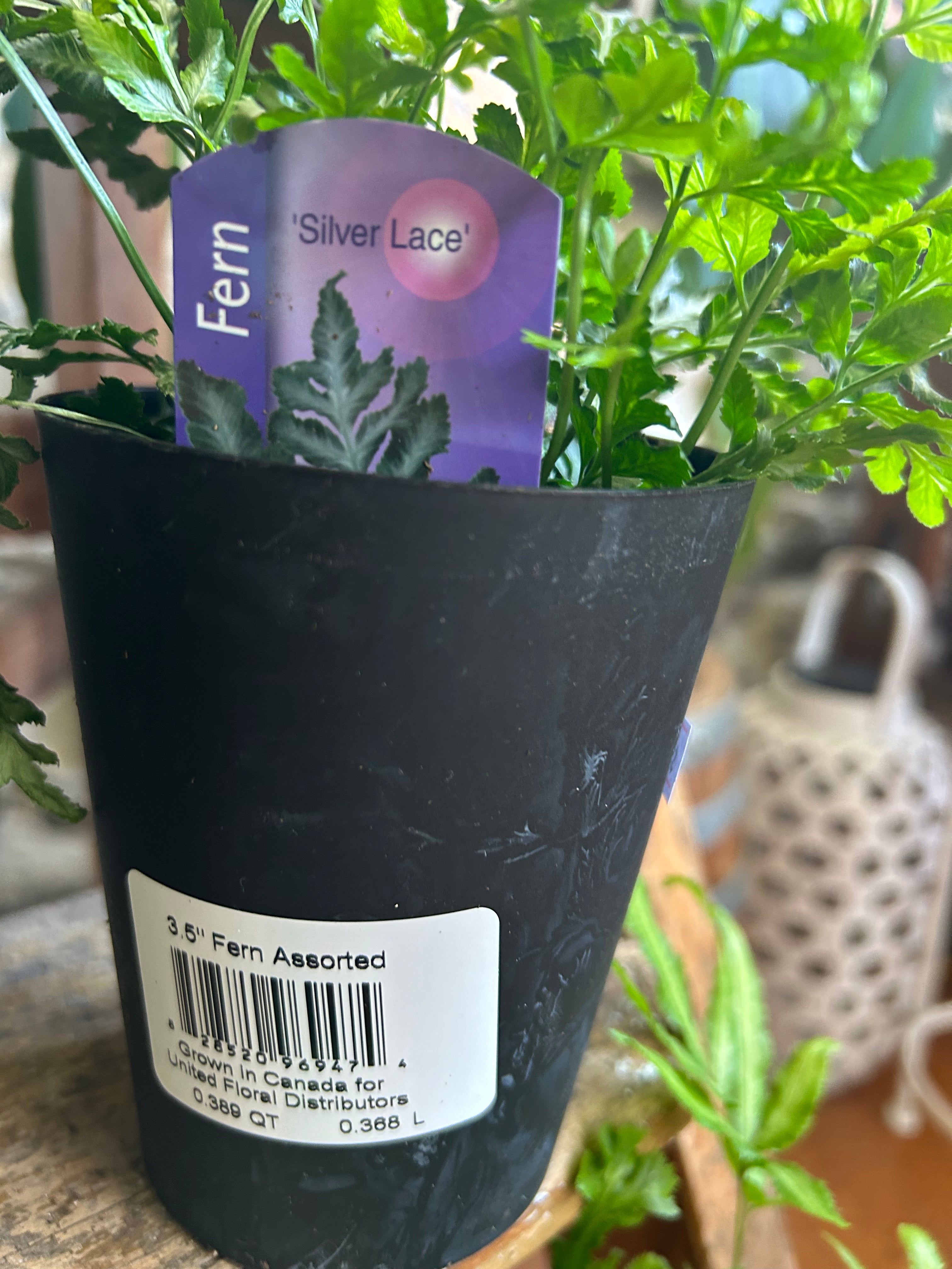 Silver Lace Fern - Live Indoor House Plant for Home Decor, Office & Gift - Easy Care Air Purifying Plant for Bedroom, Living Room & Bathroom