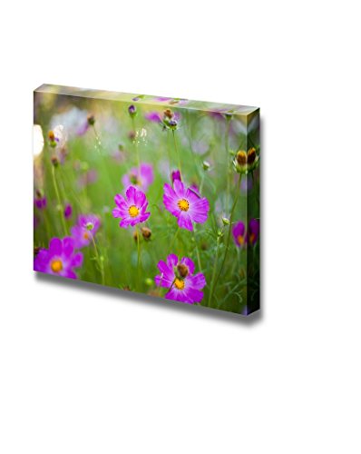 Pink Cosmos Flowers