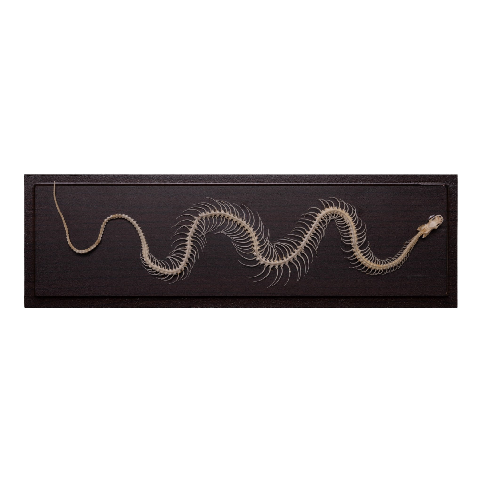 Non-Venomous Snake Skeleton Specimen - Authentic Reptile Display for Science Education & Home Decor | Perfect for Biology Classrooms, Halloween Decor, and Gothic Collections