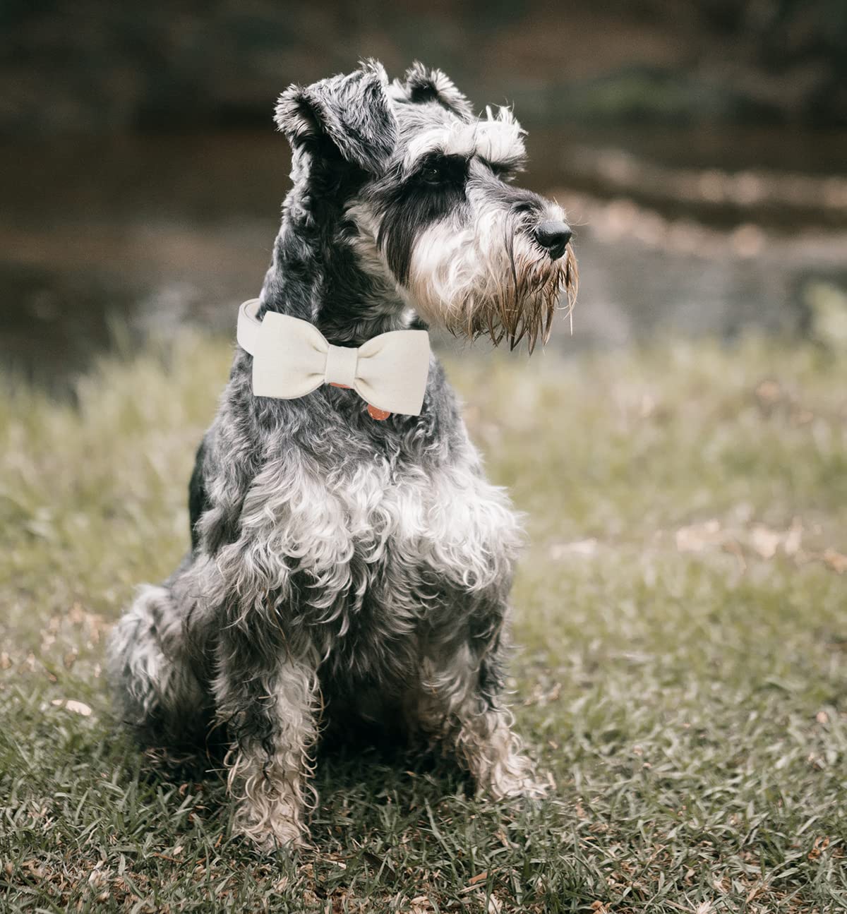 DOGWONG White Cotton Dog Collar with Bow - Adjustable Pet Collar for Small Medium Large Dogs | Wedding, Party & Daily Walk Accessory