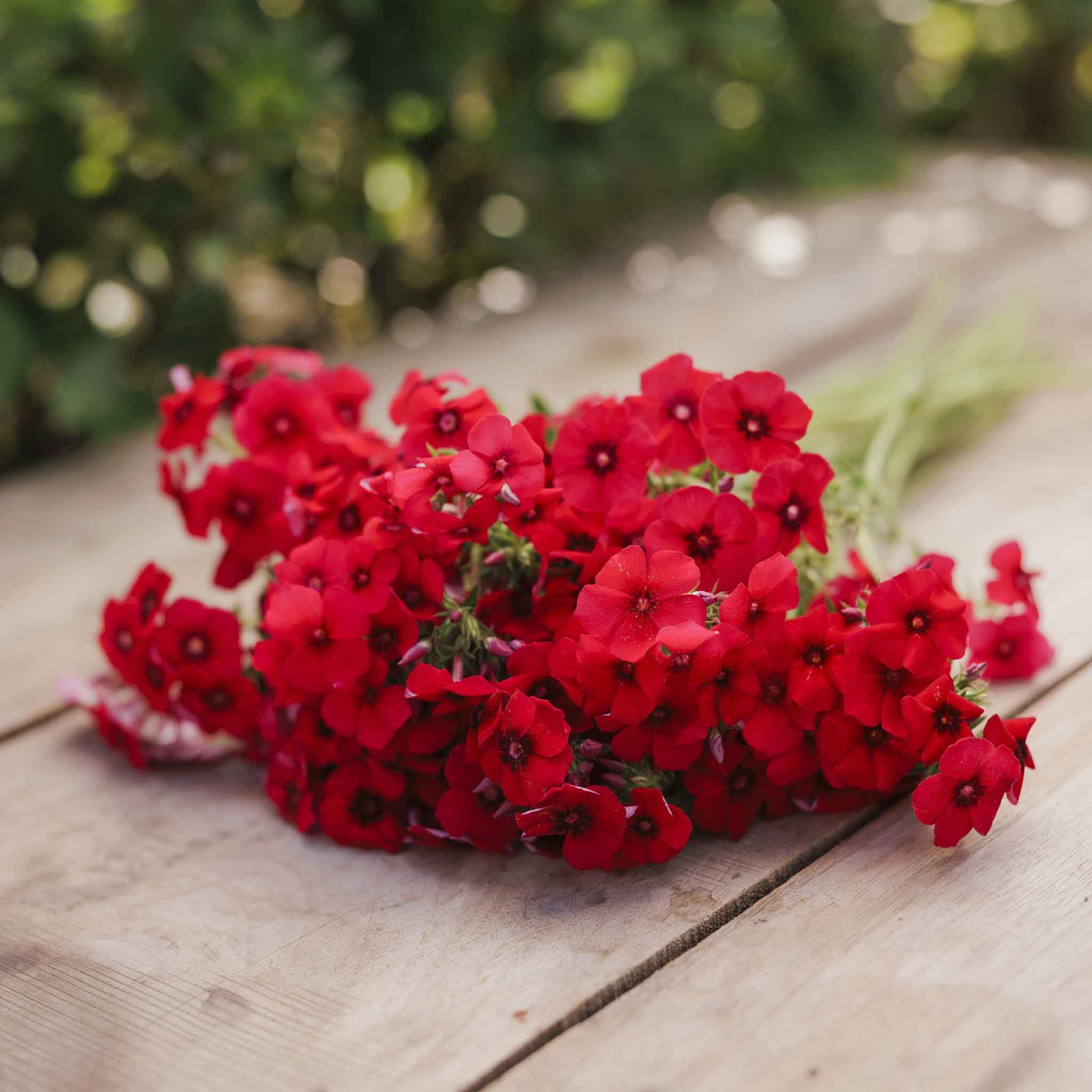 Eden Brothers Annual Phlox Seeds - Red | Premium Flower Seeds for Vibrant Gardens, Landscaping & DIY Bouquets