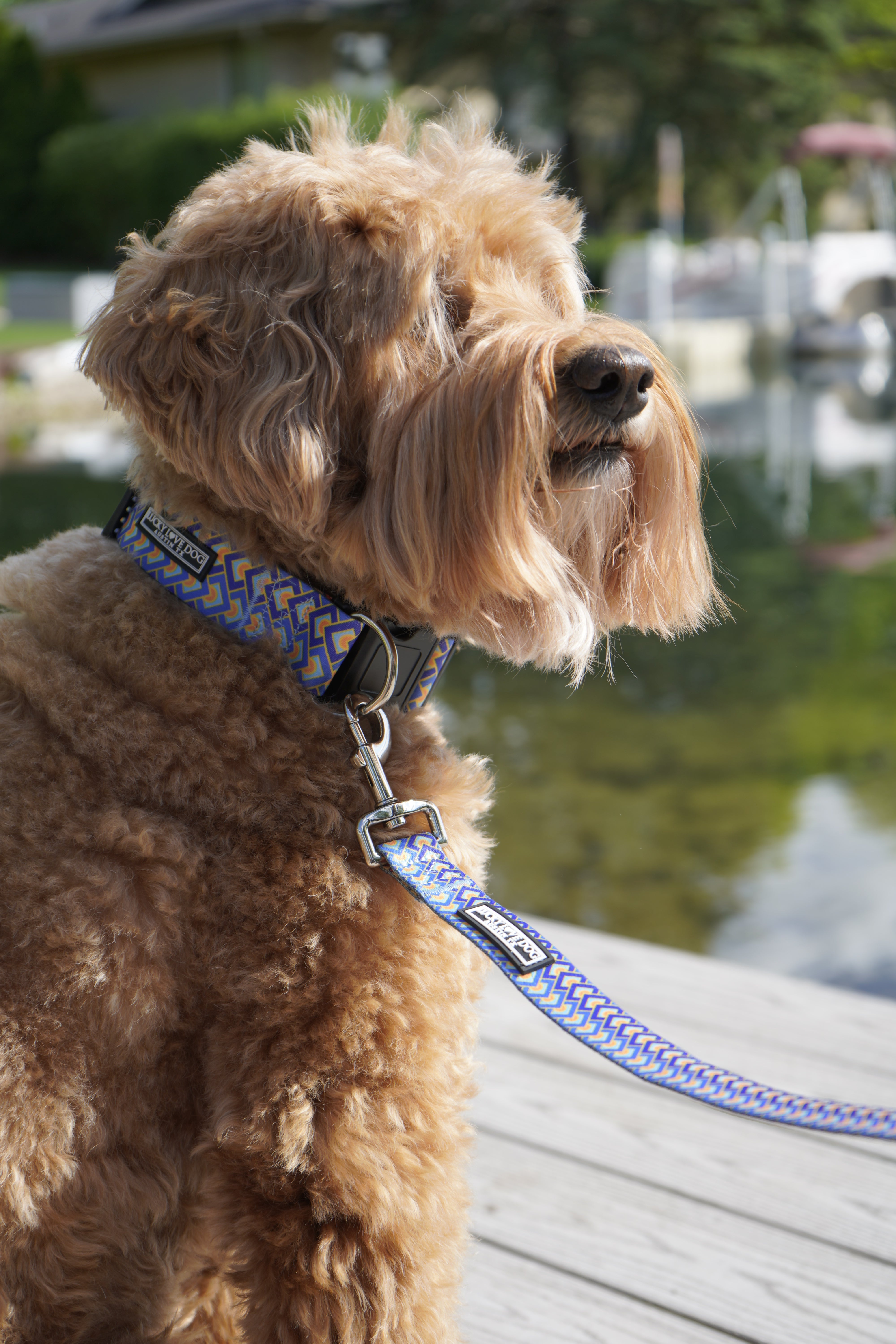 Murphy Dog Collar - Durable Nylon Pet Collar with Metal Buckle for Small Medium Large Dogs - Perfect for Walking Training and Outdoor Adventures