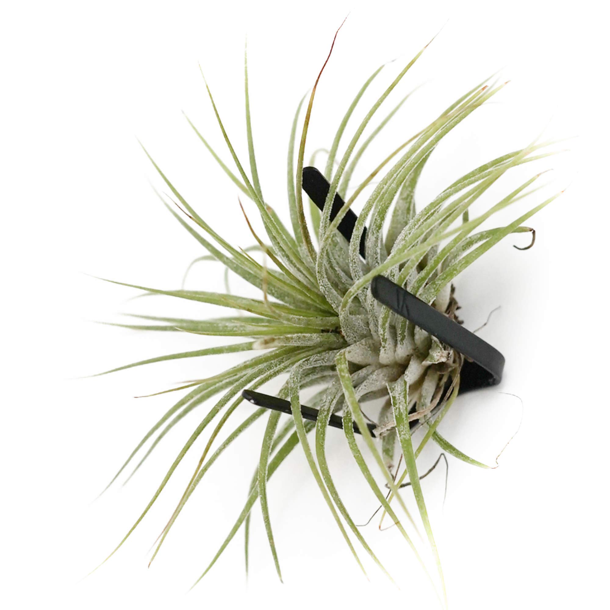 3 Sets Wall Mounted Air Plant Holder - Hanging Terrarium Planter for Orchids, Succulents & Air Plants | Indoor/Outdoor Vertical Garden Decor for Home, Office & Patio
