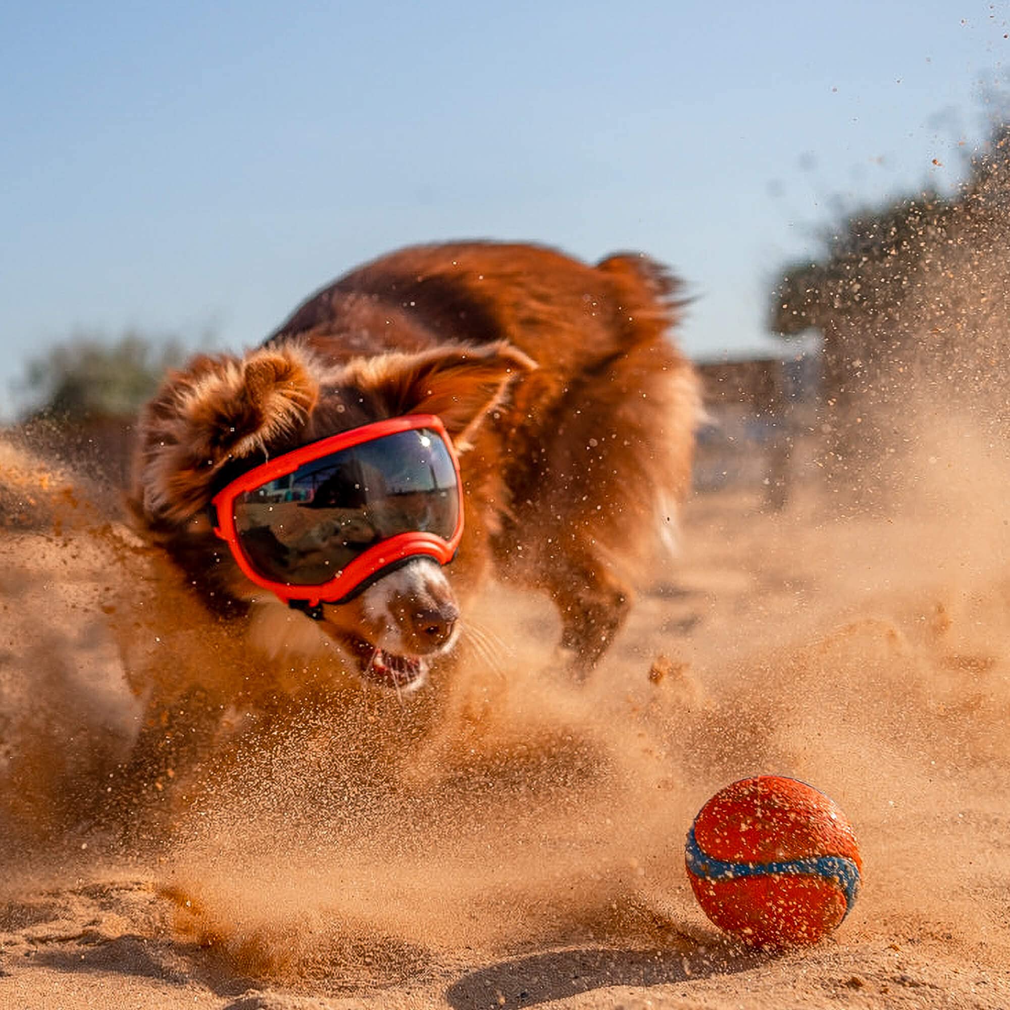 Rex Specs V2 Dog Goggles - Medium Size, Black - Protective Eyewear for Active Dogs - Perfect for Hiking, Running & Outdoor Adventures